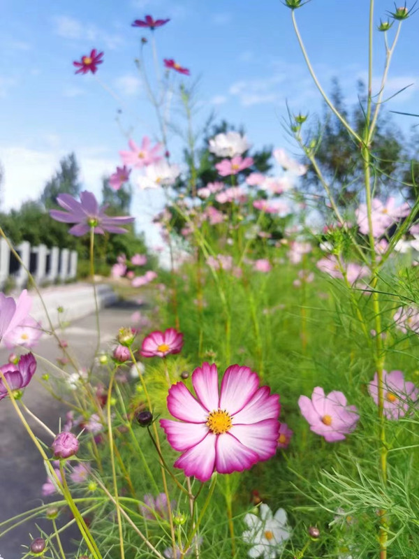 ��̨ɽ��Ĺ����